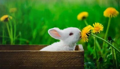 Jiu You-赛季末价格：季后赛门票涨价的背后玄机，季后赛买票